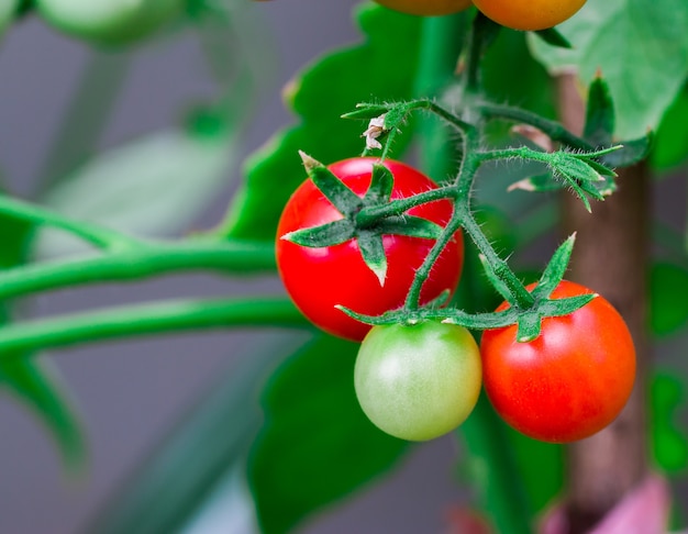 bunch of tomatoes ripening on the branch