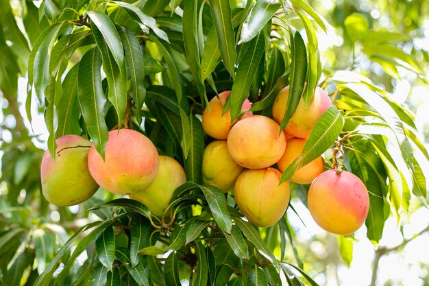 Bunch of tomy mangoes tropical fruit front view