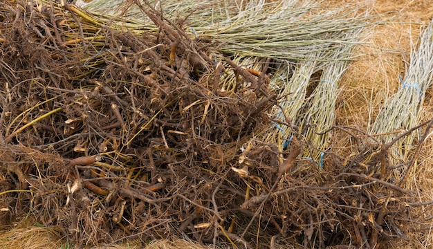 Un mazzo di piantine di alberi sdraiato a terra pronto per essere piantato