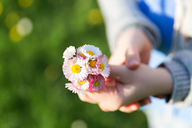 Bunch uf daisies in hands of a child