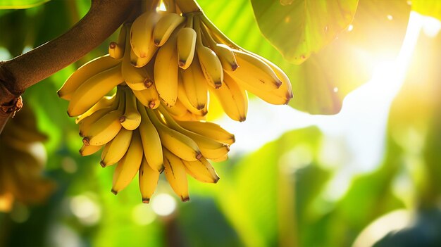 A bunch of unripe bananas hanging on banana tree