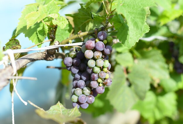 Bunch of unripe grapes hanging on a branch