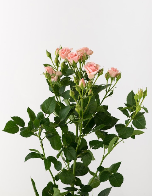 A bunch of untreated and untreated rose flowers on a white background