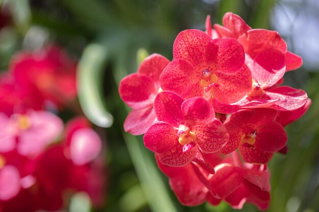 自然の庭でバンダ蘭の花の束