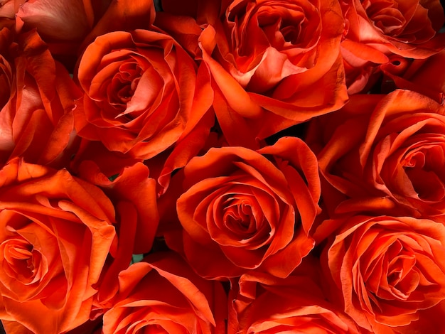 Bunch of vibrant bright orange roses full frame