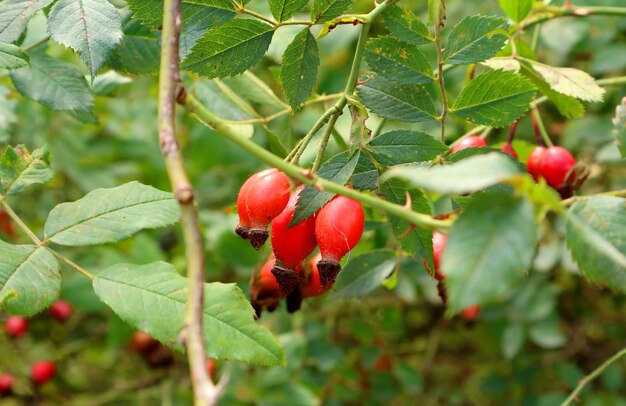 Mazzo di frutti rossi vibranti di rosa canina che maturano nell'albero