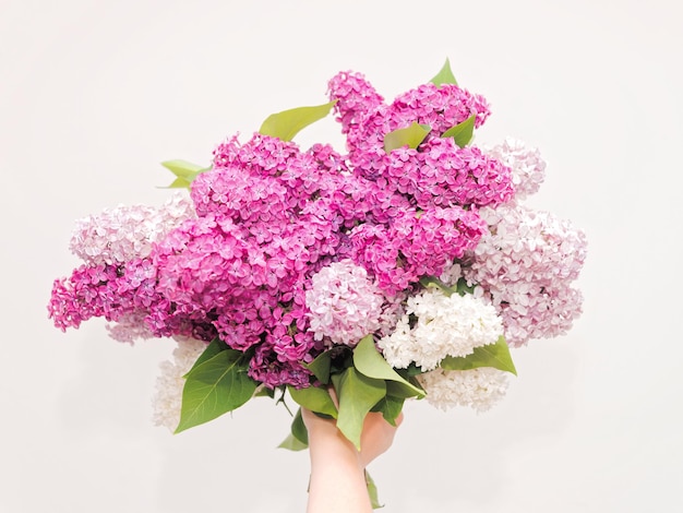 Bunch of violet lilac flower on white background. Flat lay, top view