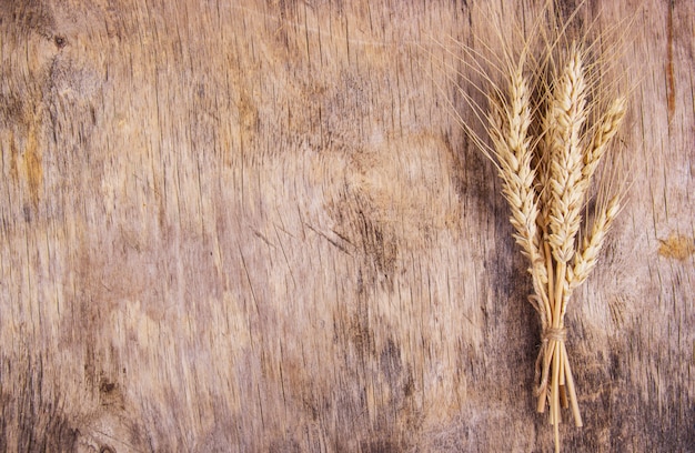 Bunch of wheat spikes on wooden table