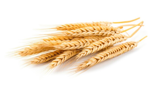 A bunch of wheat on a white background