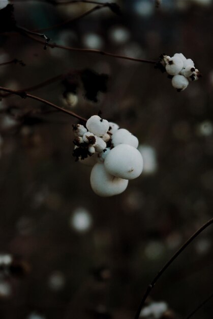 a bunch of white berries with a green patch on the top.