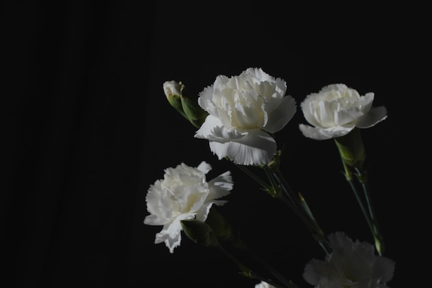 A bunch of white carnations are in a vase.