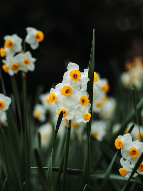 Photo a bunch of white daffodils with yellow centers and a black background