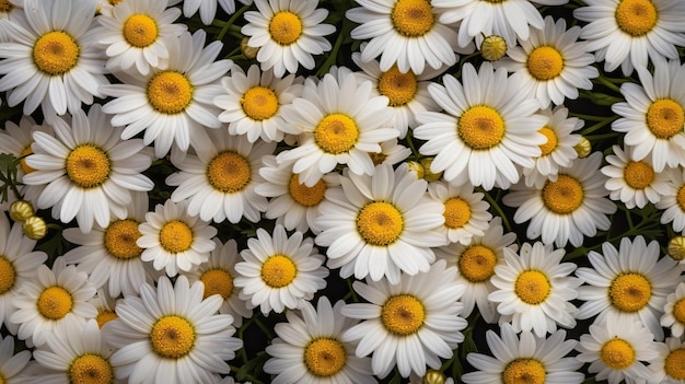 A bunch of white daisies are in a bed.