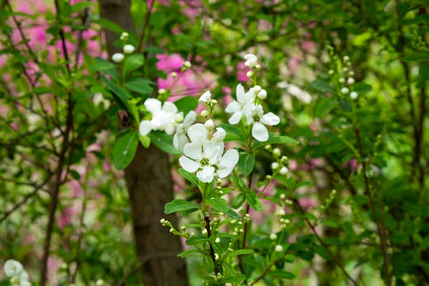 Bunch of white exochorda tianshanica flower with beautiful bokeh