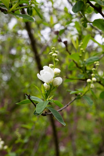 아름 다운 보케와 흰색 exochorda tianshanica 꽃의 무리