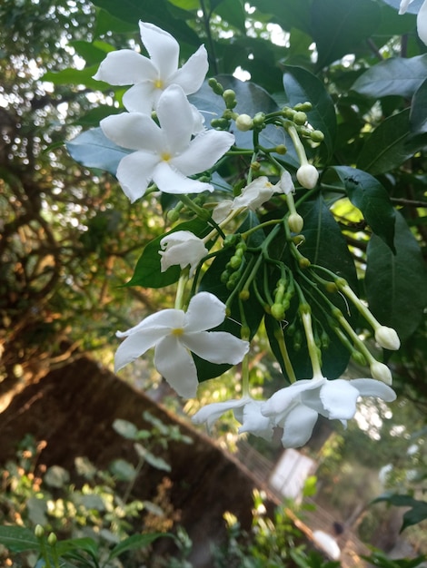 白い花の束が木からぶら下がっています。