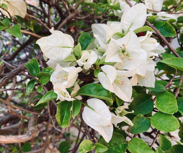 A bunch of white flowers are on a vine.