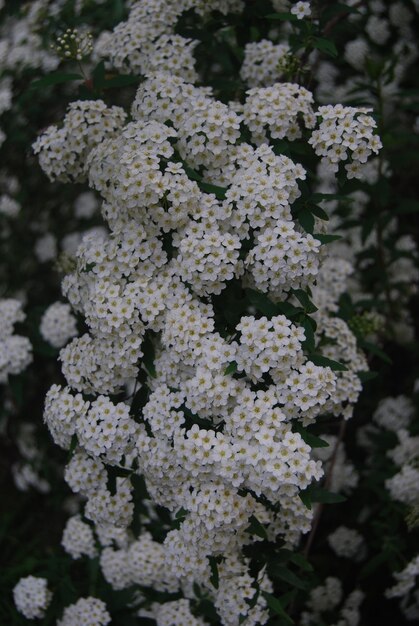 Photo a bunch of white flowers that are in a bush