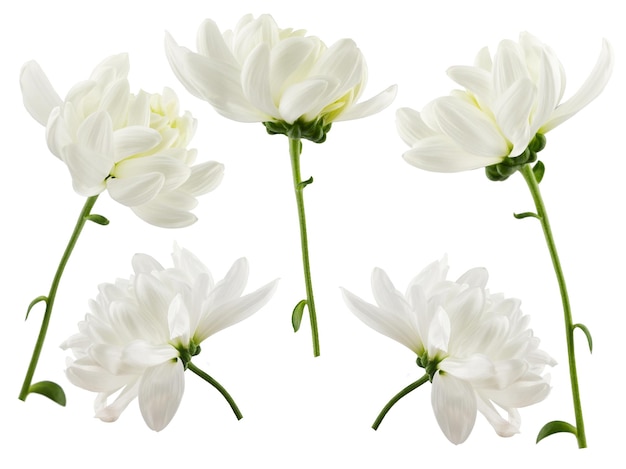 A bunch of white flowers on a white background