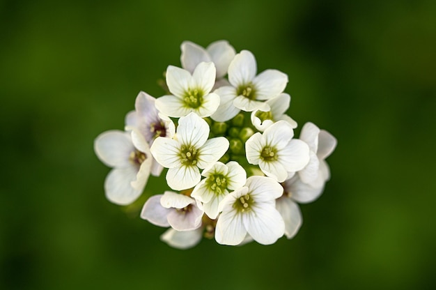 A bunch of white flowers with green center