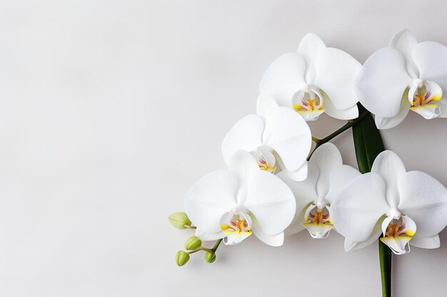 Photo a bunch of white flowers with green leaves and a white background