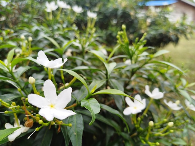 A bunch of white flowers with green leaves and the word " white " on the side.