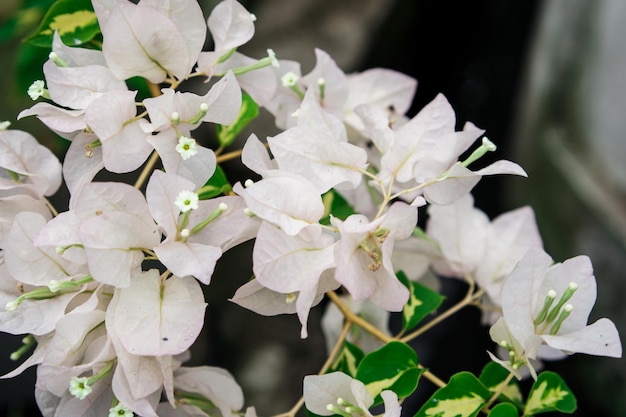 緑の葉と白い花の束