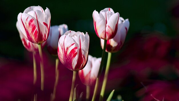 a bunch of white flowers with red and white petals