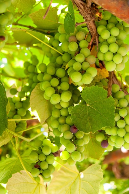 Bunch of white grapes close up on blurred background