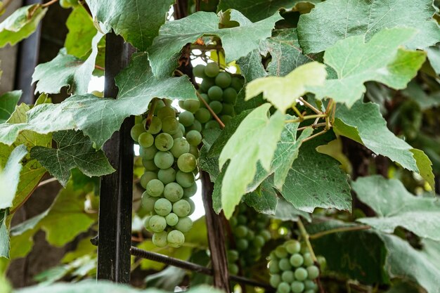 Bunch of white grapes closeup