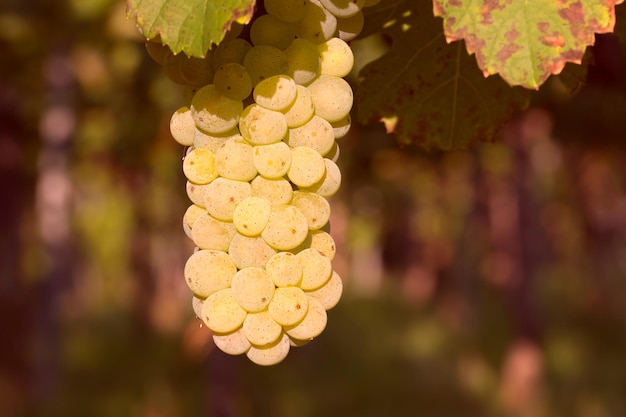 bunch of white grapes closeup