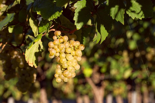 bunch of white grapes closeup