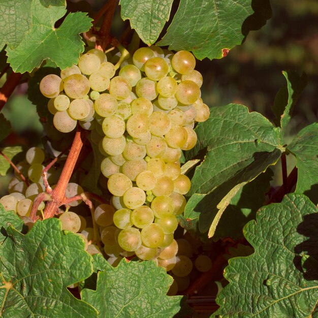 Bunch of white grapes closeup