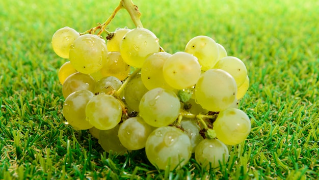 Bunch of white grapes on the grass