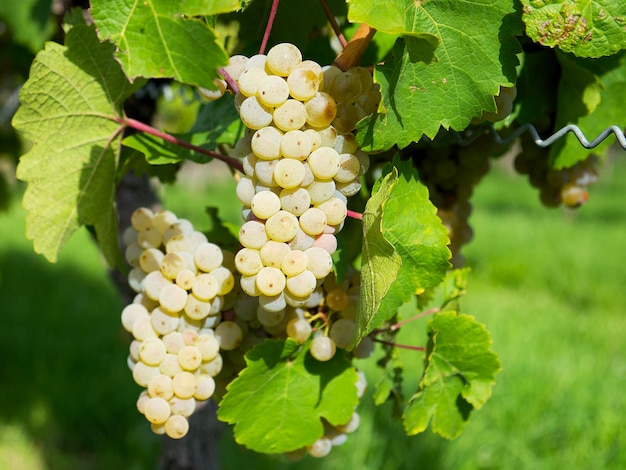 a bunch of white grapes on a vineyard background