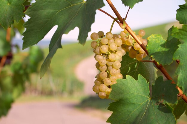 bunch of white grapes in the vineyard closeup