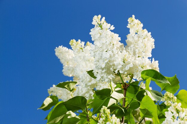 白いライラックの花の束