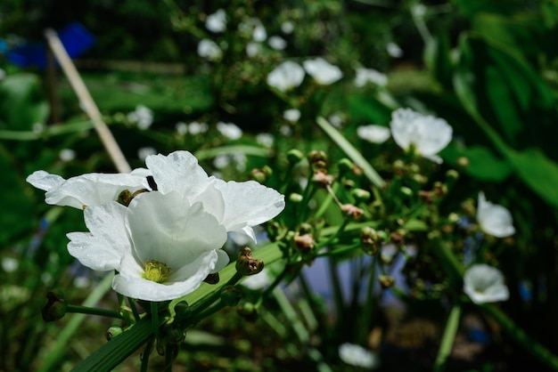 Bunch of white lilies with selective focus