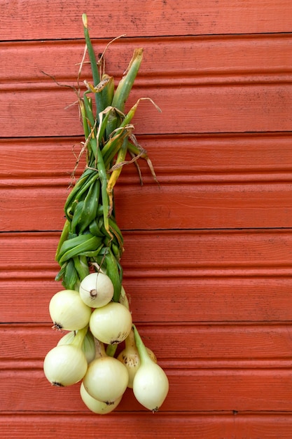 A bunch of white onions hangs on a wooden terracotta or orange wall the concept of traditional villa...