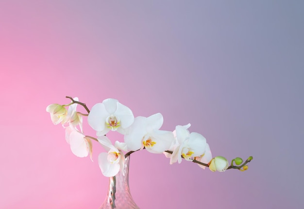 Букет белых орхидей на синем и розовом фоне