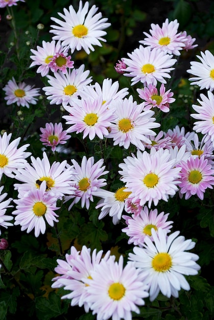 A bunch of white and pink flowers with a yellow bee on the center.