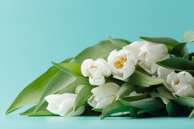 Bunch of white tulips lay on plain aquamarine