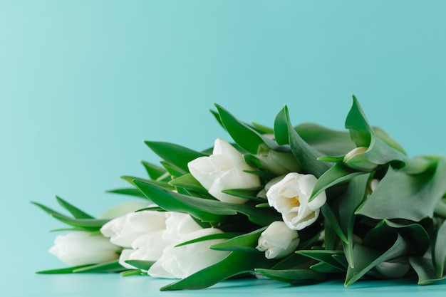 Bunch of white tulips lay on plain aquamarine