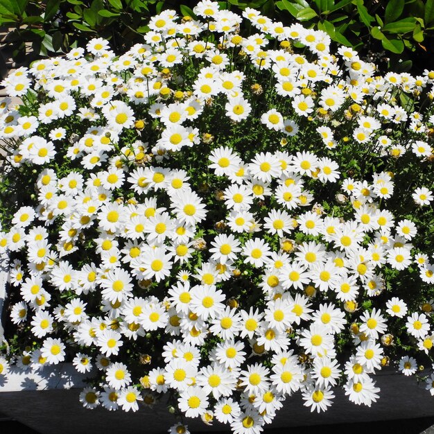 a bunch of white wild flowers