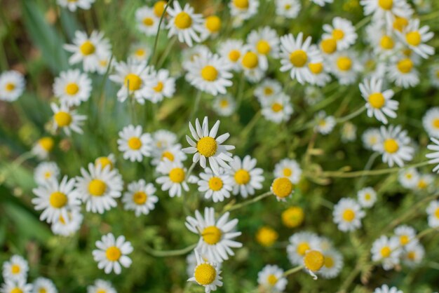 A bunch of white and yellow flowers with the word daisy on the top