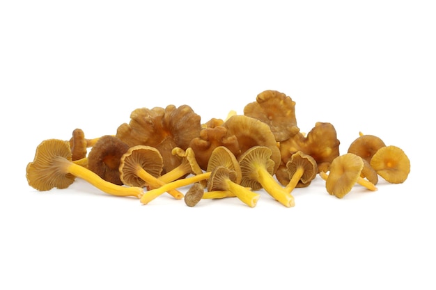 A bunch of wild edible funnel chanterelle mushrooms or yellowfoot lie on a white background. 