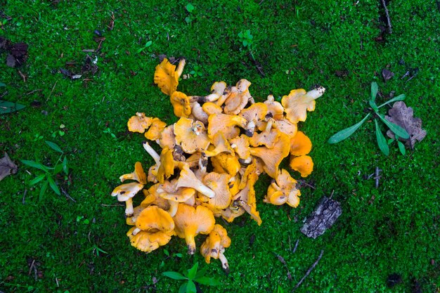 A bunch of wild mushrooms chanterelles on grass