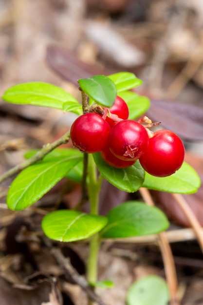 Bunch of wild ripe red forest lingonberries on bush
