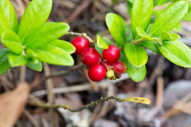 Bunch of wild ripe red forest lingonberries on bush