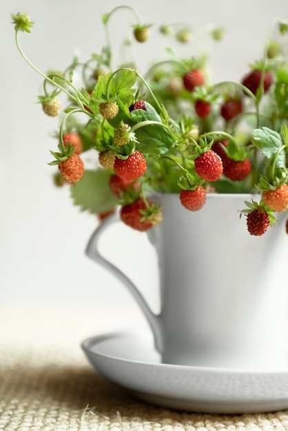 Bunch of wild strawberry twigs with red ripe berries in white tea mug summer bouquet close up